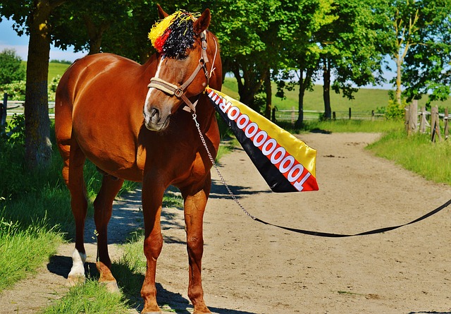 拉帕主帅 拉帕主帅