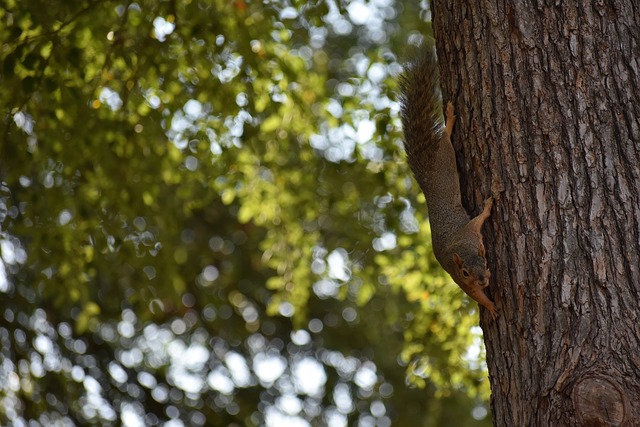 征与传统文 征与传统文
