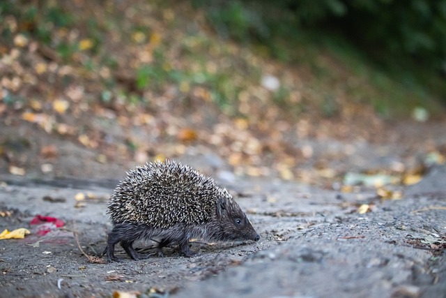 澳洲爭冠的 澳洲爭冠的